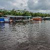 They float in order to survive when the river floods. Elas flutuam para sobreviver quando há enchentes no rio. : Amazonas, Brazil, Manaus