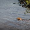Animals must swim to get across the river. Os animais tem que nadar para atravessar o rio. : Amazonas, Brazil, Manaus