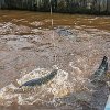 And now we pause to fish for pirarucu. E agora paramos para pescar pirarucu. : Amazonas, Brazil, Manaus