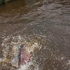 Pirarucu are among the largest freshwater fish reaching lengths up to 15 ft! O pirarucu é um dos maiores peixes de água doce chegando até 4,5 m de comprimento! : Amazonas, Brazil, Manaus