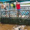 They can weigh up to 485 pounds and are very strong. Eles podem pesar até 220 kg e são muito fortes. : Amazonas, Brazil, Manaus