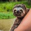 Just as we leave, we stop to hold some native species. Ao sairmos paramos para segurar alguns animais nativos. : Amazonas, Brazil, Manaus